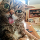 Illustration for article titled Deformed Cat Pens Book with Whoopi Endorsement